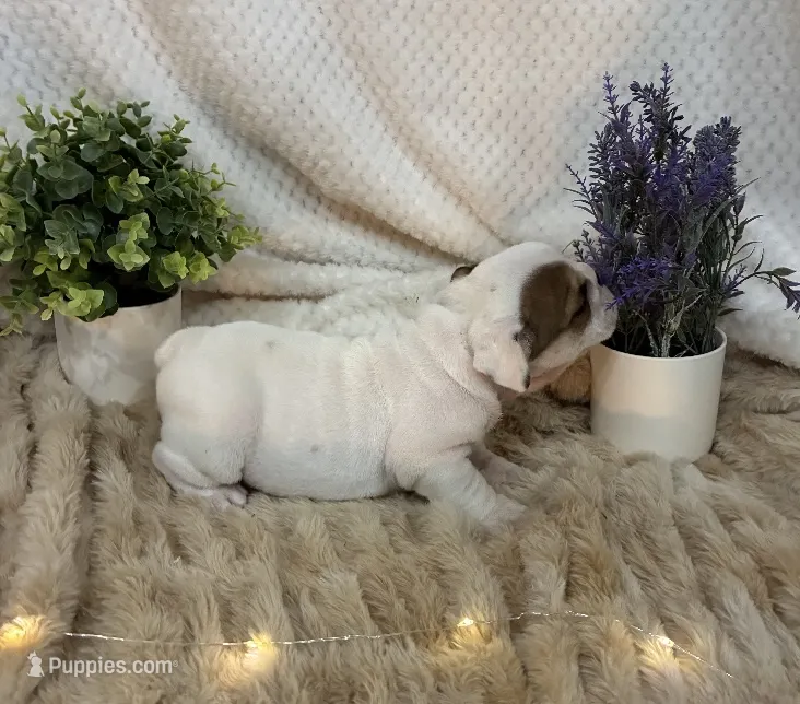 Miss Patches.champion grand sired. – English Bulldog puppy for sale in Gray, KY