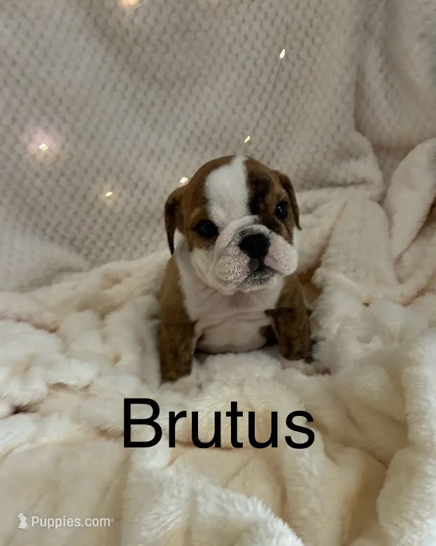 Pending-Brutus  – English Bulldog puppy for sale in Gray, KY