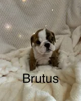 Pending-Brutus , a male English Bulldog for sale in Gray, KY – 1 of 3