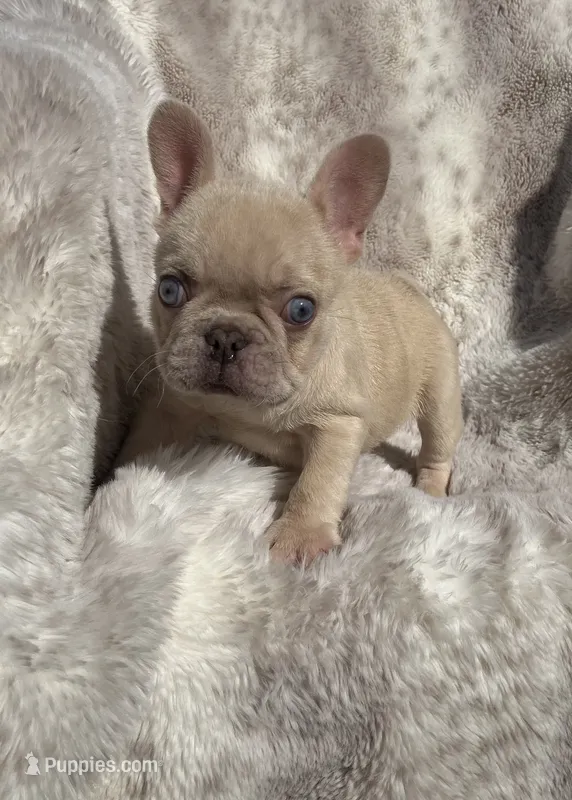 Creamsicle  – French Bulldog puppy for sale in Gray, KY