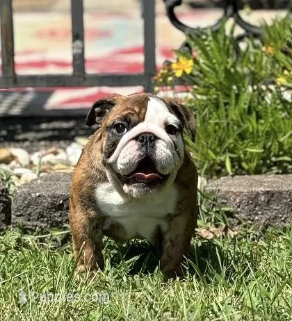 Robin found her home, a female English Bulldog for sale in Gray, KY – Photo 1 of 9