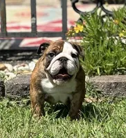 Robin found her home, a female English Bulldog for sale in Gray, KY – Photo 1 of 9