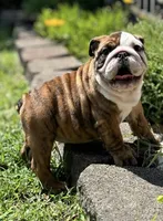 Robin found her home, a female English Bulldog for sale in Gray, KY – Photo 5 of 9