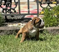 Robin found her home, a female English Bulldog for sale in Gray, KY – Photo 6 of 9