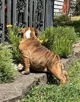 Robin found her home, a female English Bulldog for sale in Gray, KY – Photo 9 of 9