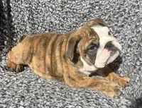 Robin found her home, a female English Bulldog for sale in Gray, KY – Photo 3 of 9