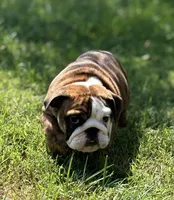 Robin found her home, a female English Bulldog for sale in Gray, KY – Photo 2 of 9