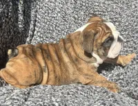 Robin found her home, a female English Bulldog for sale in Gray, KY – Photo 8 of 9