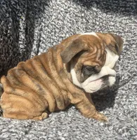 Robin found her home, a female English Bulldog for sale in Gray, KY – Photo 4 of 9