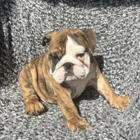 Robin found her home, a female English Bulldog for sale in Gray, KY – Photo 7 of 9