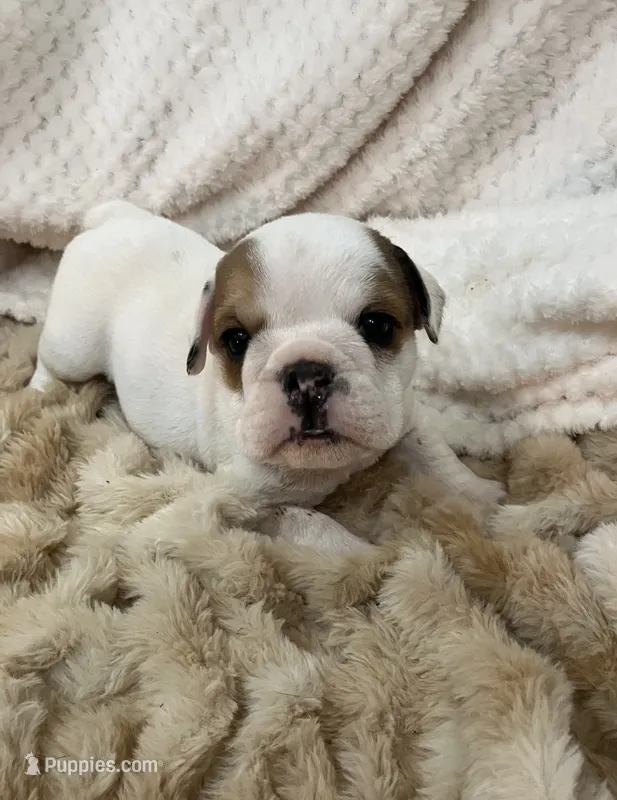 Miss Patches.champion grand sired. – English Bulldog puppy for sale in Gray, KY
