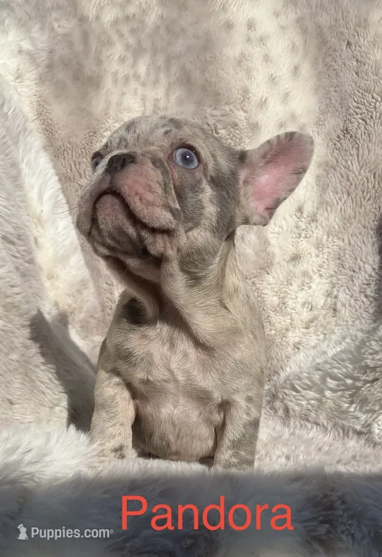 Reduced….Pandora . – French Bulldog puppy for sale in Gray, KY