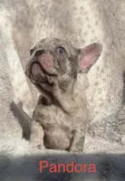 Reduced….Pandora .pending , a female French Bulldog for sale in Gray, KY – 1 of 10