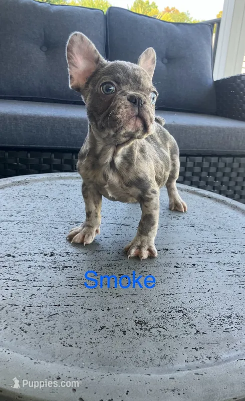 Reduced…..Smoke – French Bulldog puppy for sale in Gray, KY