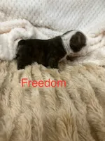 Champion sired Freedom , a female English Bulldog for sale in Gray, KY – 2 of 3