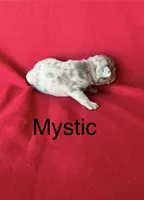 Mystic, a female French Bulldog for sale in Gray, KY – 3 of 3