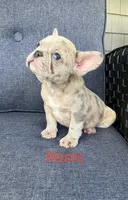 Reduced…Mystic, a female French Bulldog for sale in Gray, KY – 1 of 8