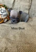 Miss Blue, a female French Bulldog for sale in Gray, KY – 3 of 3