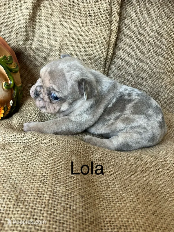 Lola – French Bulldog puppy for sale in Gray, KY