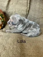 Lola, a female French Bulldog for sale in Gray, KY – 3 of 3
