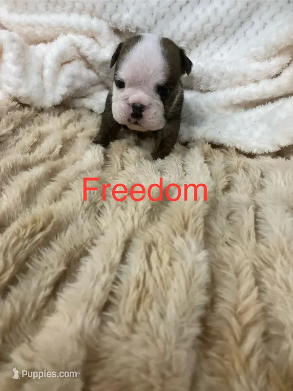Champion sired Freedom  – English Bulldog puppy for sale in Gray, KY