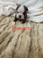 Champion sired Freedom , a female English Bulldog for sale in Gray, KY – 1 of 3