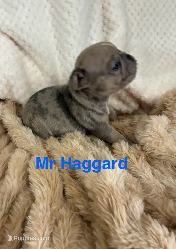 Mr Haggard . – French Bulldog puppy for sale in Gray, KY