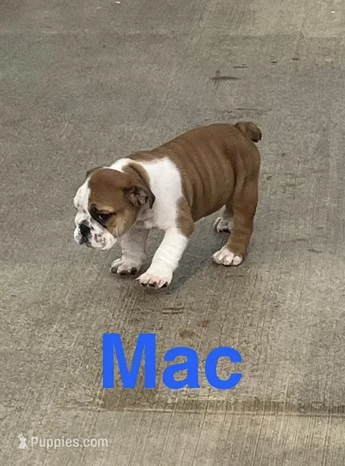 Sold-Big Red Mac – English Bulldog puppy for sale in Gray, KY
