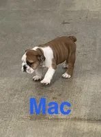 Sold-Big Red Mac, a male English Bulldog for sale in Gray, KY – 1 of 3