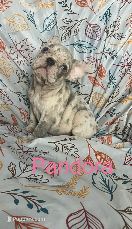 Pandora  – French Bulldog puppy for sale in Gray, KY
