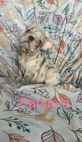 Reduced….Pandora , a female French Bulldog for sale in Gray, KY – 5 of 8