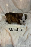 Macho, a male English Bulldog for sale in Gray, KY – 3 of 3