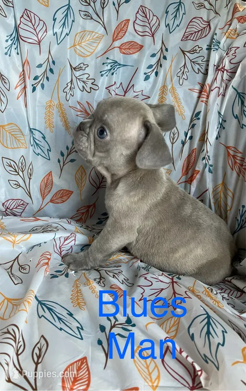 The Blues Man – French Bulldog puppy for sale in Gray, KY
