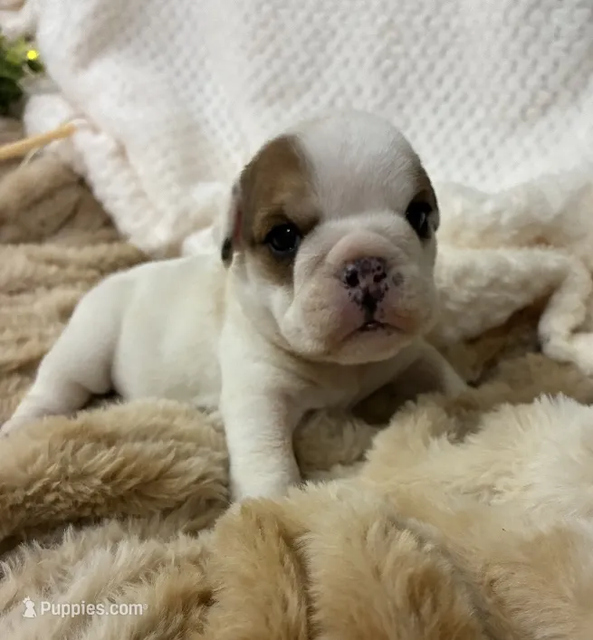 Miss Patches – English Bulldog puppy for sale in Gray, KY