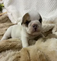 Miss Patches.champion grand sired, a female English Bulldog for sale in Gray, KY – 1 of 4
