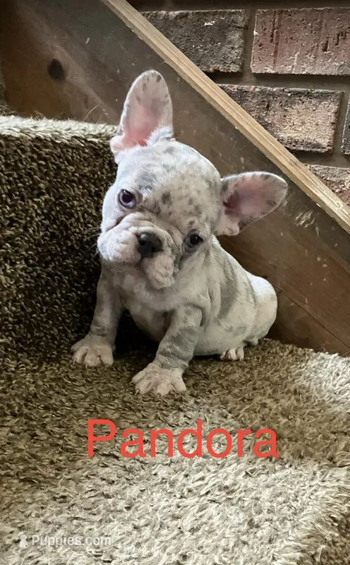 Pandora  – French Bulldog puppy for sale in Gray, KY