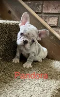 Reduced….Pandora , a female French Bulldog for sale in Gray, KY – 3 of 8