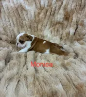 Monica, a female English Bulldog for sale in Gray, KY – 3 of 3