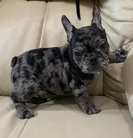 Hoppy found his forever family, a male French Bulldog for sale in Gray, KY – Photo 6 of 10