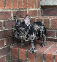 Hoppy found his forever family, a male French Bulldog for sale in Gray, KY – Photo 2 of 10