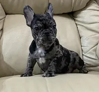 Hoppy found his forever family, a male French Bulldog for sale in Gray, KY – Photo 3 of 10