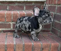 Hoppy found his forever family, a male French Bulldog for sale in Gray, KY – Photo 10 of 10