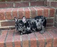 Hoppy found his forever family, a male French Bulldog for sale in Gray, KY – Photo 8 of 10