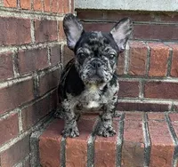 Hoppy found his forever family, a male French Bulldog for sale in Gray, KY – Photo 7 of 10