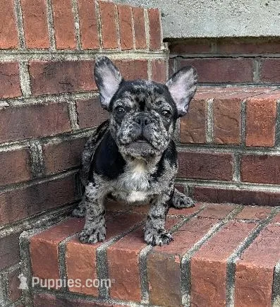 Hoppy found his forever family