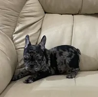 Hoppy found his forever family, a male French Bulldog for sale in Gray, KY – Photo 5 of 10