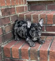 Hoppy found his forever family, a male French Bulldog for sale in Gray, KY – Photo 9 of 10