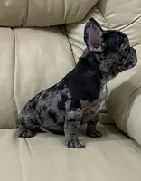 Hoppy found his forever family, a male French Bulldog for sale in Gray, KY – Photo 4 of 10