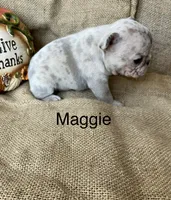 Maggie , a female French Bulldog for sale in Gray, KY – 2 of 3