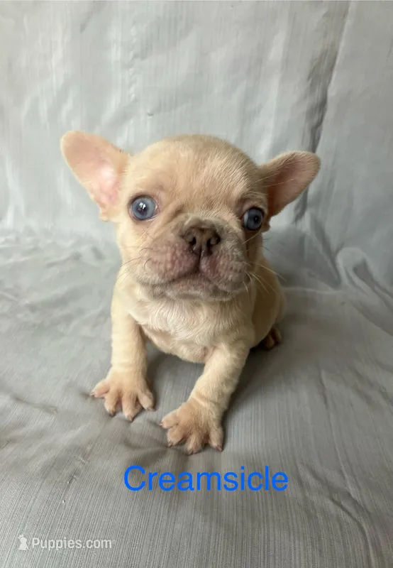 Creamsicle  – French Bulldog puppy for sale in Gray, KY